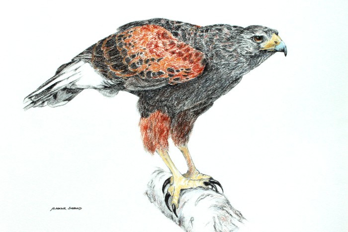 Harris Hawk