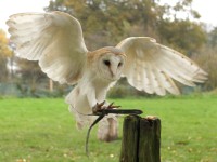 Barn Owl