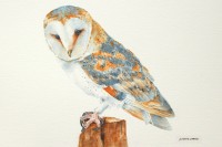 Barn Owl