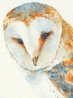 Barn Owl