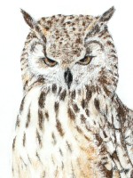 Indian Eagle Owl