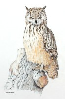 Indian Eagle Owl