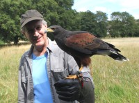 Harris Hawk