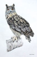 European Eagle Owl