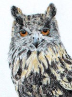 European Eagle Owl