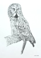 Great Grey Owl