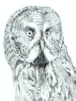 Great Grey Owl