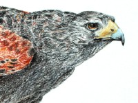 Harris Hawk