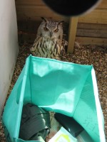 Indian Eagle Owl