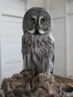 Great Grey Owl