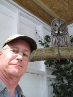 Great Grey Owl