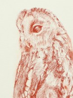 Tawny Owl