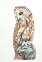 Tawny Owl